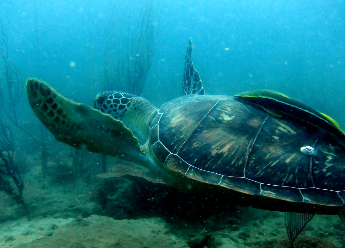 Sea turtle nesting