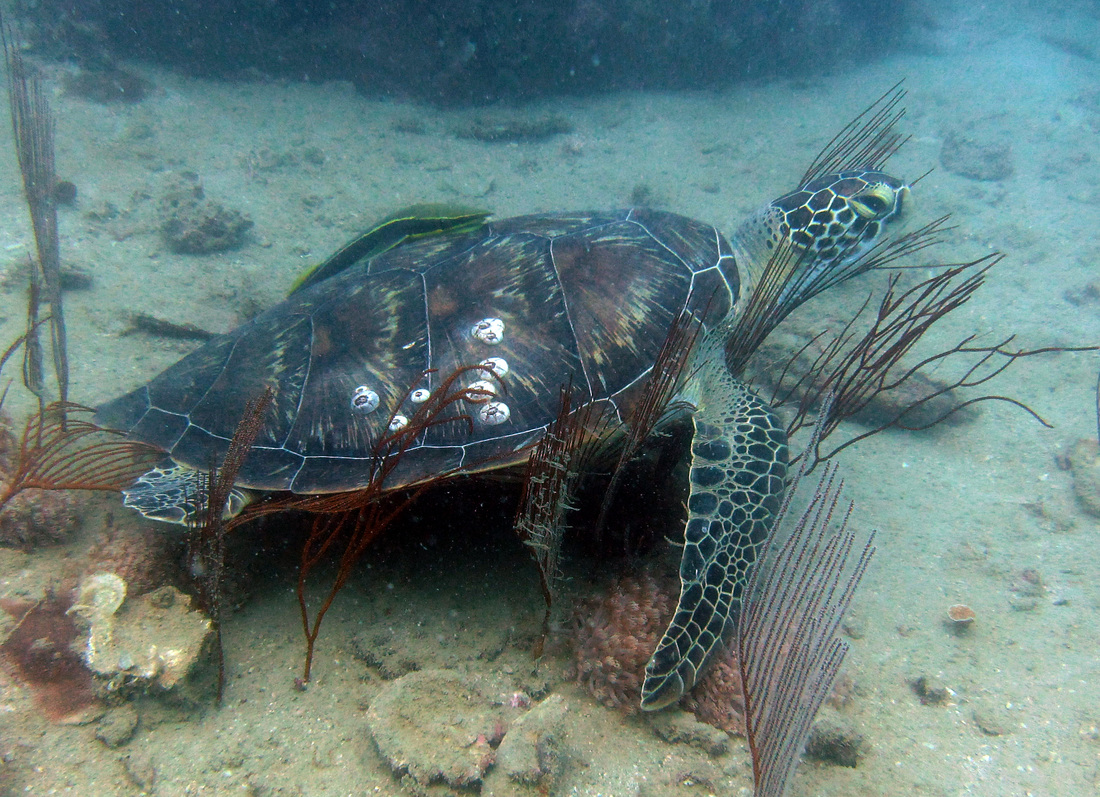 Sea turtle nesting