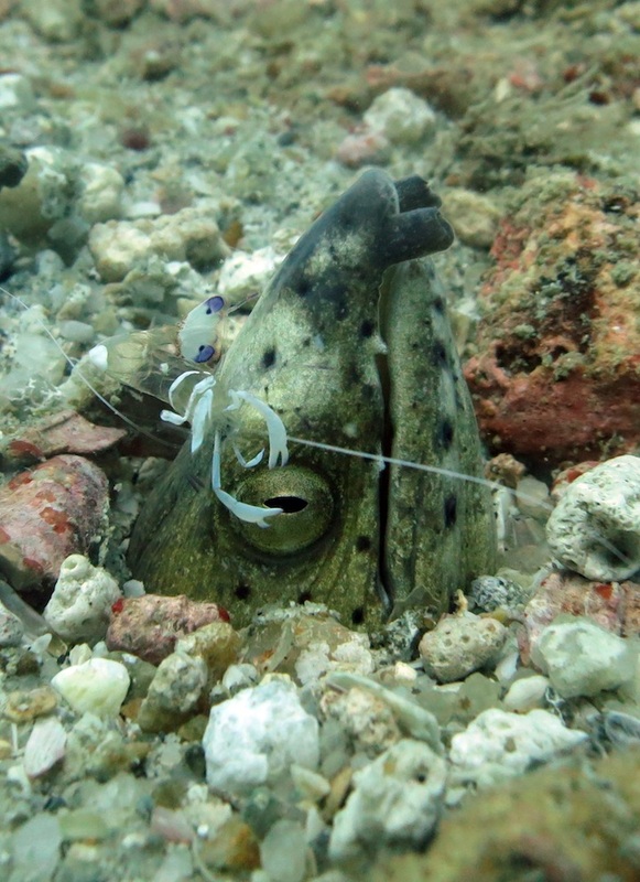Underwater Times