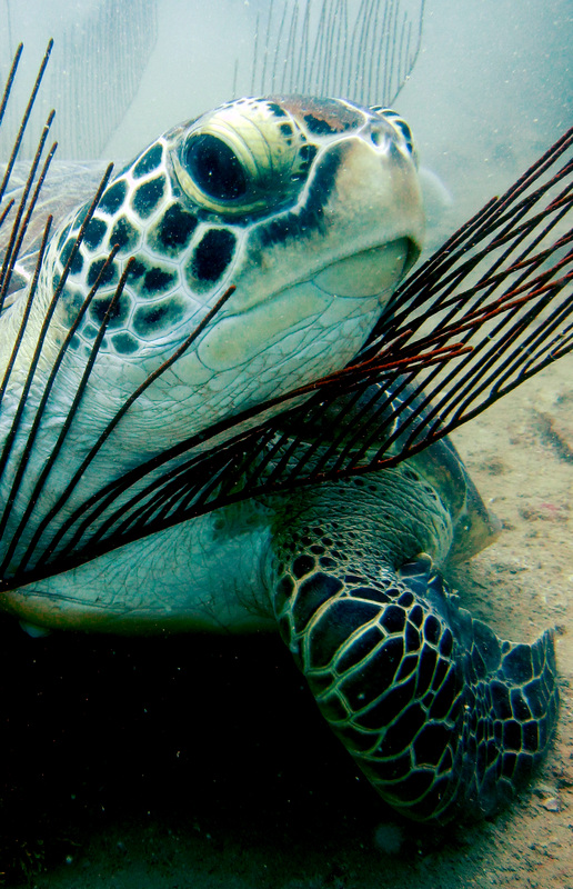 Green turtle, Nikoi reef
