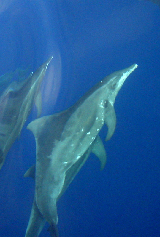 Whales and dolphins