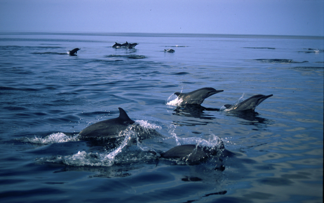 A pod of dolphins in the open North Pacific